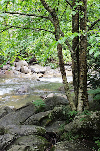 Creekside in Great Smoky Mountain