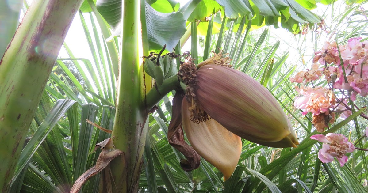 NOTES FROM AN ENGLISH GARDEN BANANA