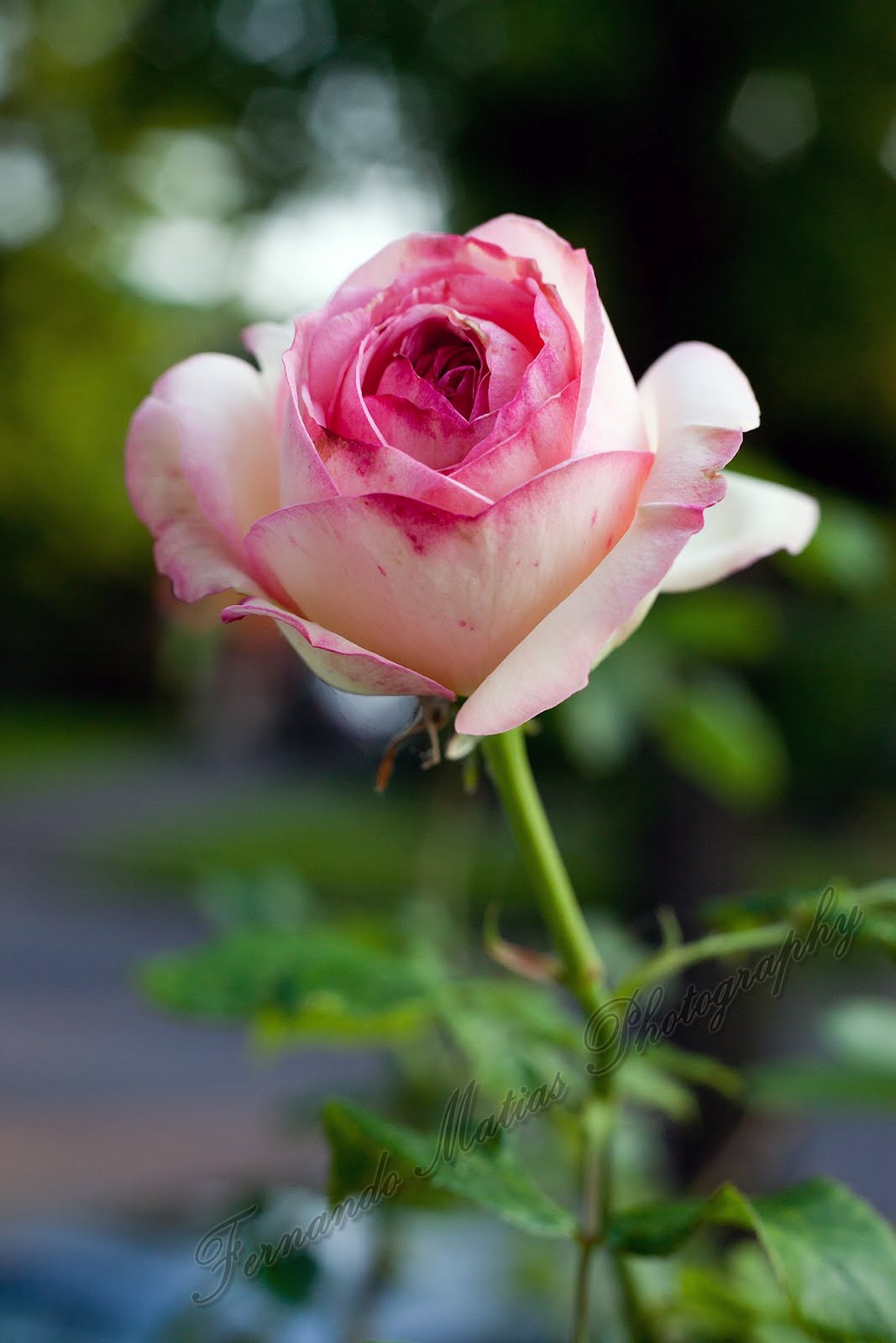 Fernando Matias Photography Ottawa Ontario Ottawa Wedding