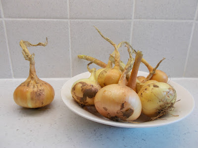 When is best time to plant onions 80 Minute Allotment Green Fingered Blog