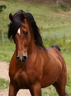 https://horse.bigbilisim.com/i-love-arabian-horses-pferde/