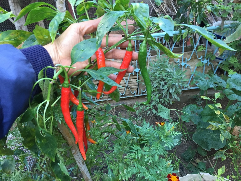 Pruning your pepper plants will help your plants produce larger fruit, and a larger harvest as well. This pruning technique can be applied to any type of pepper plant.