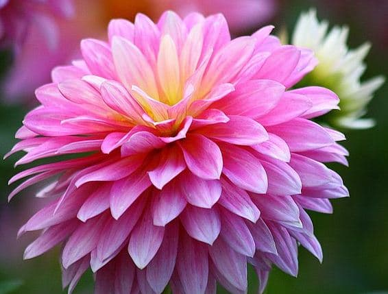 Contoh Deskripsi Singkat Bunga Dahlia dalam Bahasa Inggris