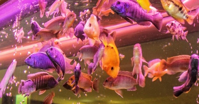 10 Jenis Ikan Hias Dan Ciri Morfologinya Penjelasan Lengkap 10 Jenis Ikan Hias Dan Ciri Morfologinya Penjelasan Lengkap