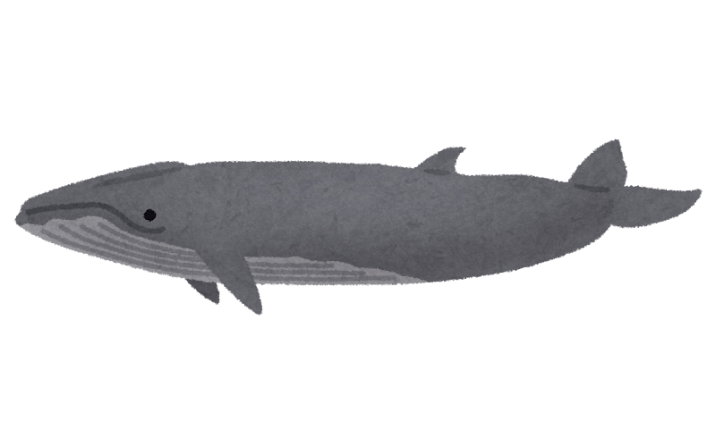 ニタリクジラのイラスト 鯨 かわいいフリー素材集 いらすとや
