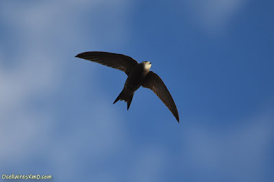 Falciot negre (Apus apus)