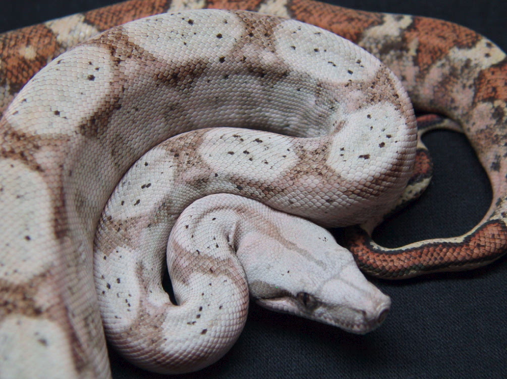 Hogg Island Boa Snakes