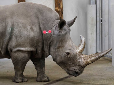 Fertilizan in vitro a rinoceronte hembra para salvar especie 