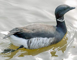Branta bernicla