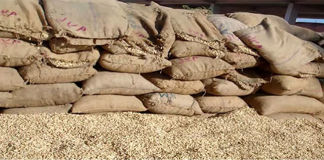 the market news of agriculture in Gujarat villages peanuts market are strong and groundnut market incomes are declining Gujarat groundnut apmc market price increase