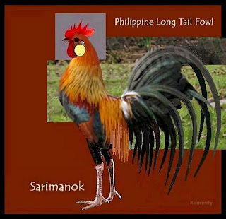 Gà đuôi dài Nhật Bản - 9