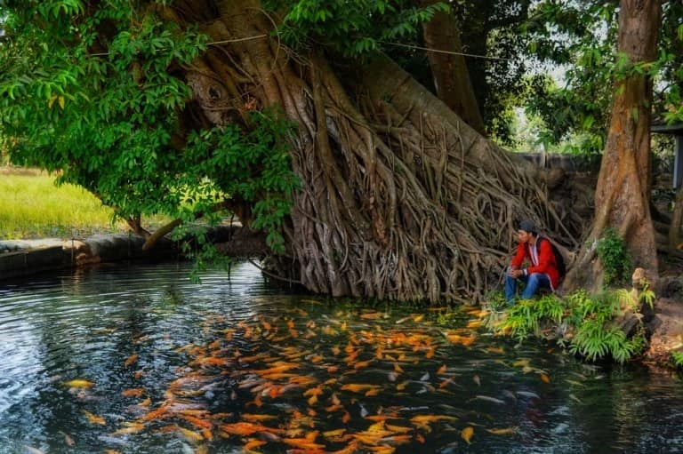 Wisata Sumber Wuluh ikan hias Wisata Sumber Wuluh ikan hias