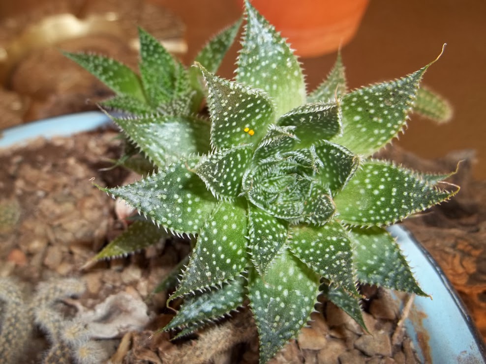 The Succulent and Cactus Lady (that's me!): Haworthia