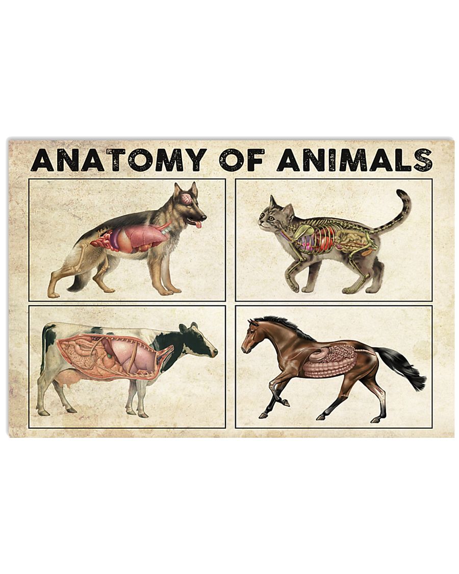 Anatomy Of Animals Poster