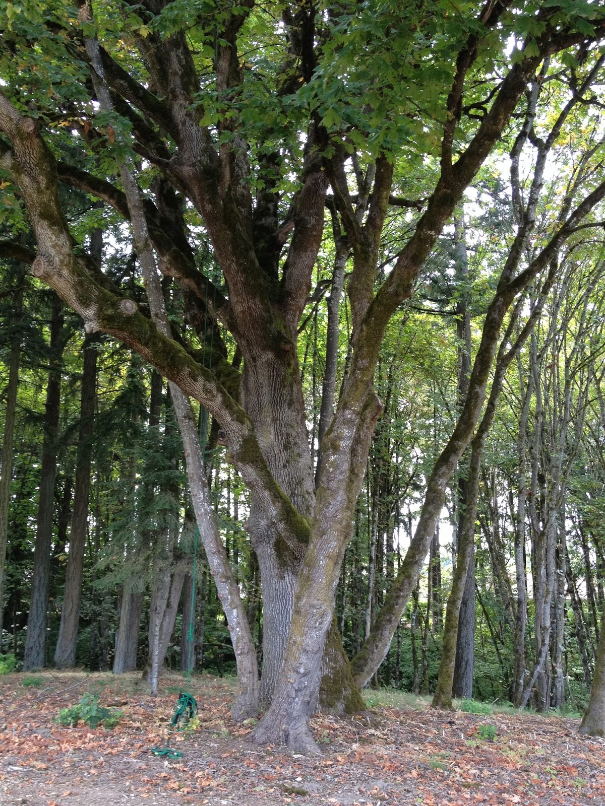 Scott's Tree Climbing Database