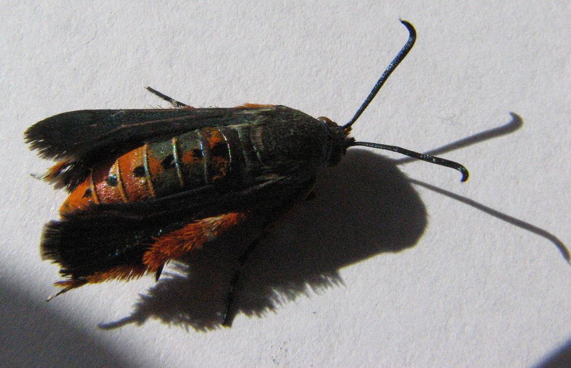 The Scientific Gardener Squash Vine Borer (SVB)