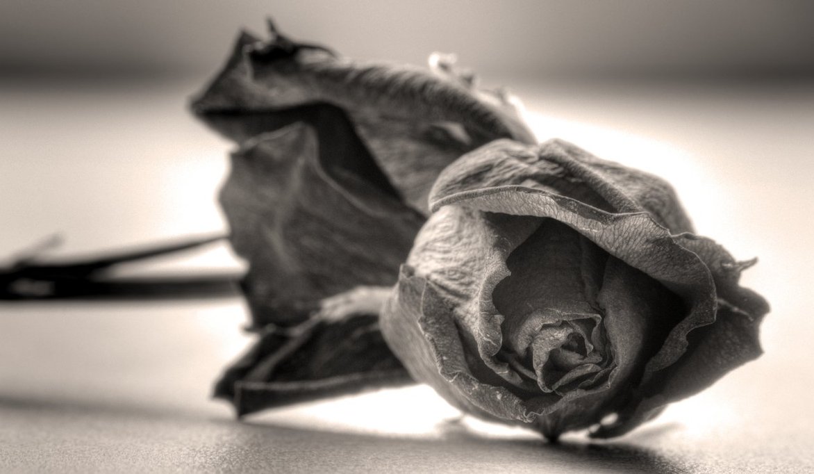 A Penny for Thoughts!!!: Withered Rose