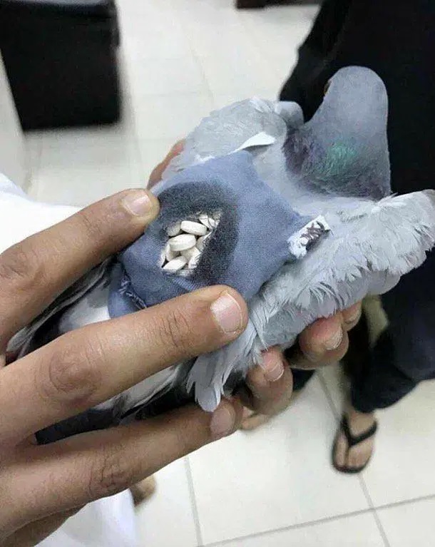 SINDIKET DADAH MENGGUNAKAN BURUNG MERPATI UNTUK MENYELUDUP DADAH KE NEGARA JIRAN