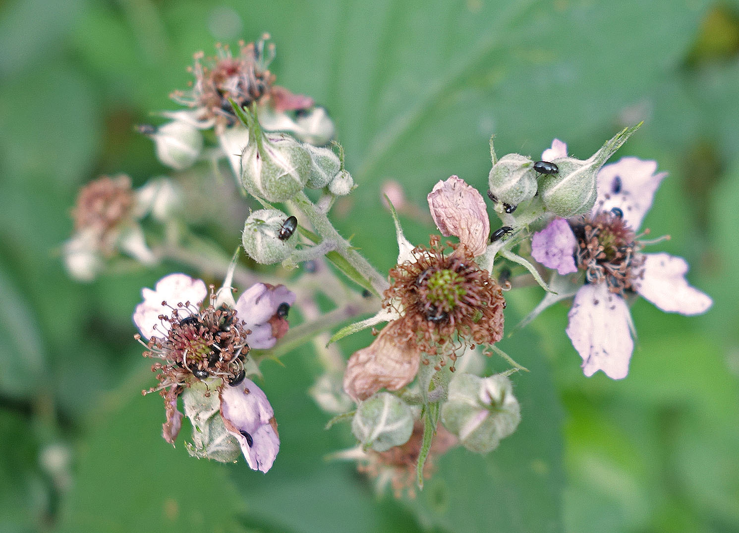 Living the life in Saint-Aignan: More flower photos