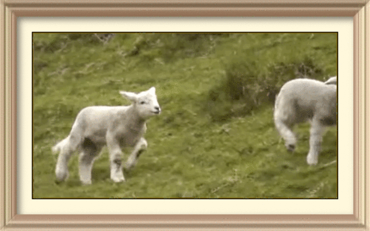 Овцы гифки. Овца прыгает. Козленок прыгает.