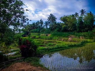 Countryside Farmlands Atmosphere In The Beginning Of Rice Planting At The Village Ringdikit North Bali Indonesia