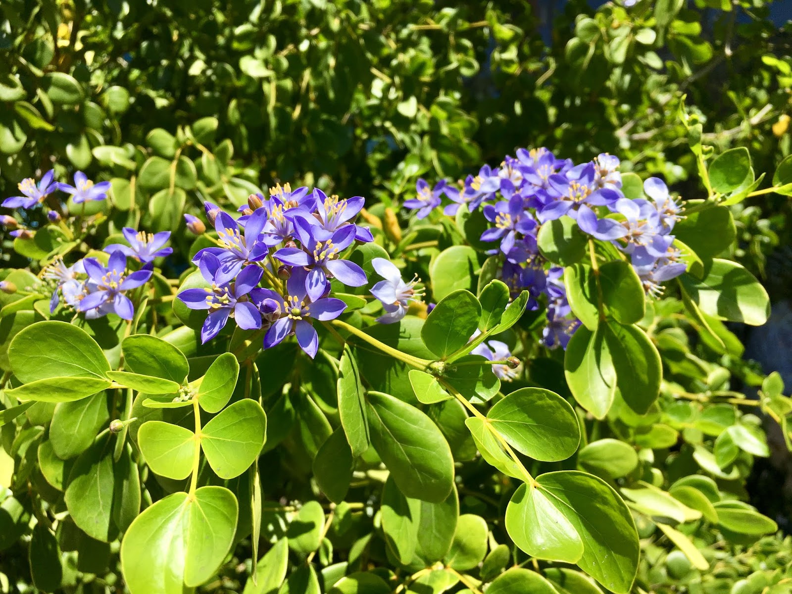 Guaiacum officinale (Lignum-vitae)