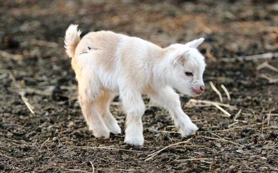 Goat com. Коза картинка. Пушистые козлята. Коза с козлятами. Козлята бегают.