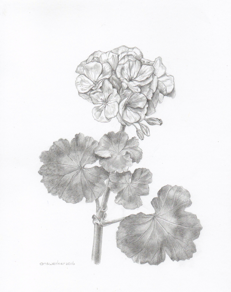 pelargonium