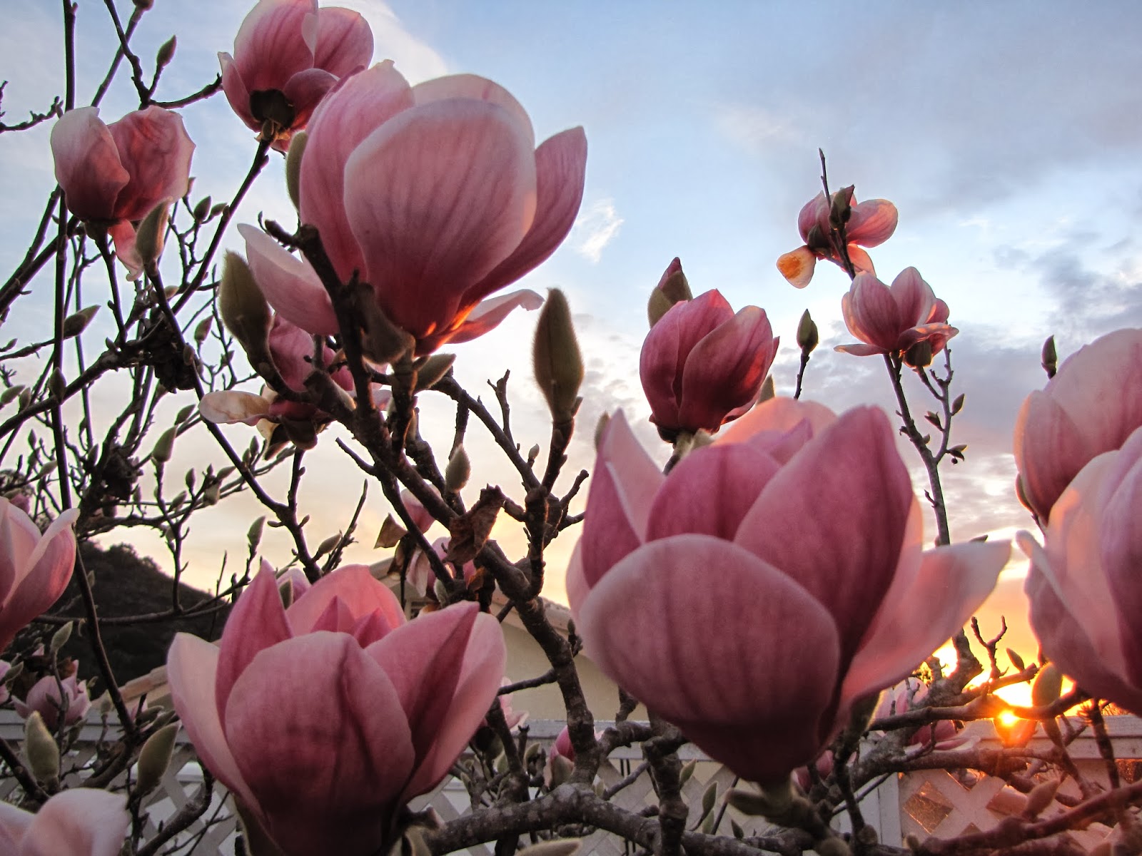The Lotus Tree & Sunset