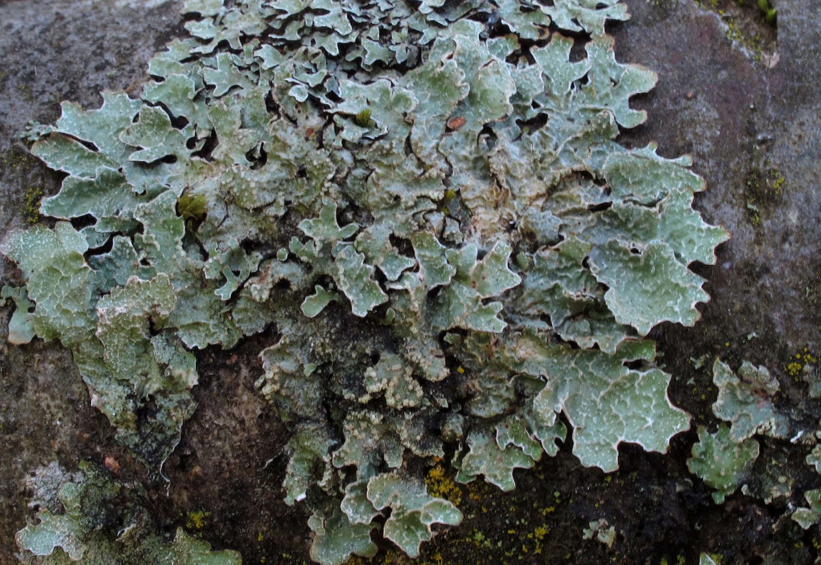 Lumut Kerak (Lichens)
