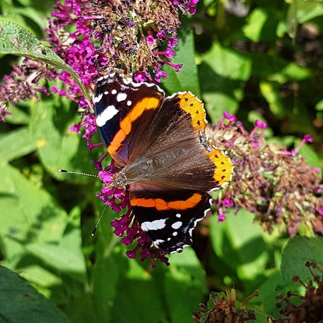 Pippi Langstrumpf, Kunst für Kinder und ein Besuch im Zoo: Ein toller Tag in und um Vejen. Der Schmetterlingsgarten ist es Besonderes. Pippi Langstrumpf, Kunst für Kinder und ein Besuch im Zoo: Ein toller Tag in und um Vejen. Der Schmetterlingsgarten ist es Besonderes.