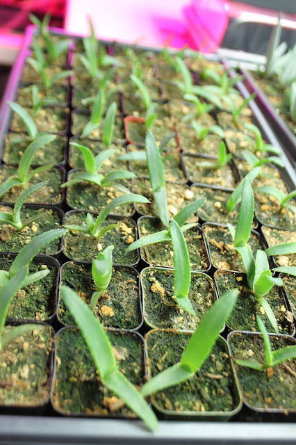 Aloe thraskii plants about 2 months old