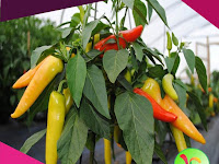 Panduan Lengkap Menanam Cabai di Polybag, Mau Tau!