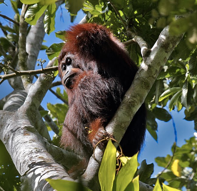 Lost in BIrding Into the Bat Cave...BORNEO (6 Oct)