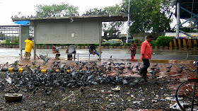 pigeons, birds, bus stop, kala nagar, bandra east, mumbai, incredible india, 