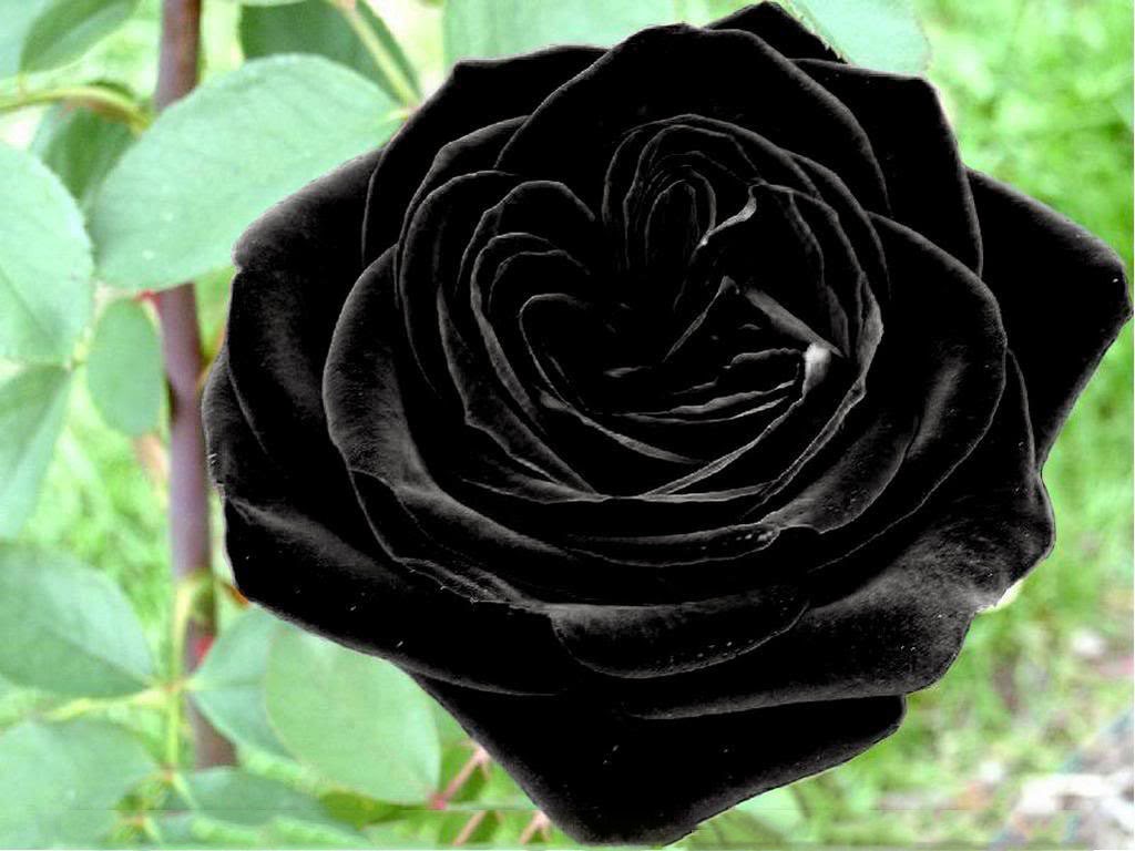 Beautiful Rose Flower HD Wallpapers ~ Unique Wallpapers