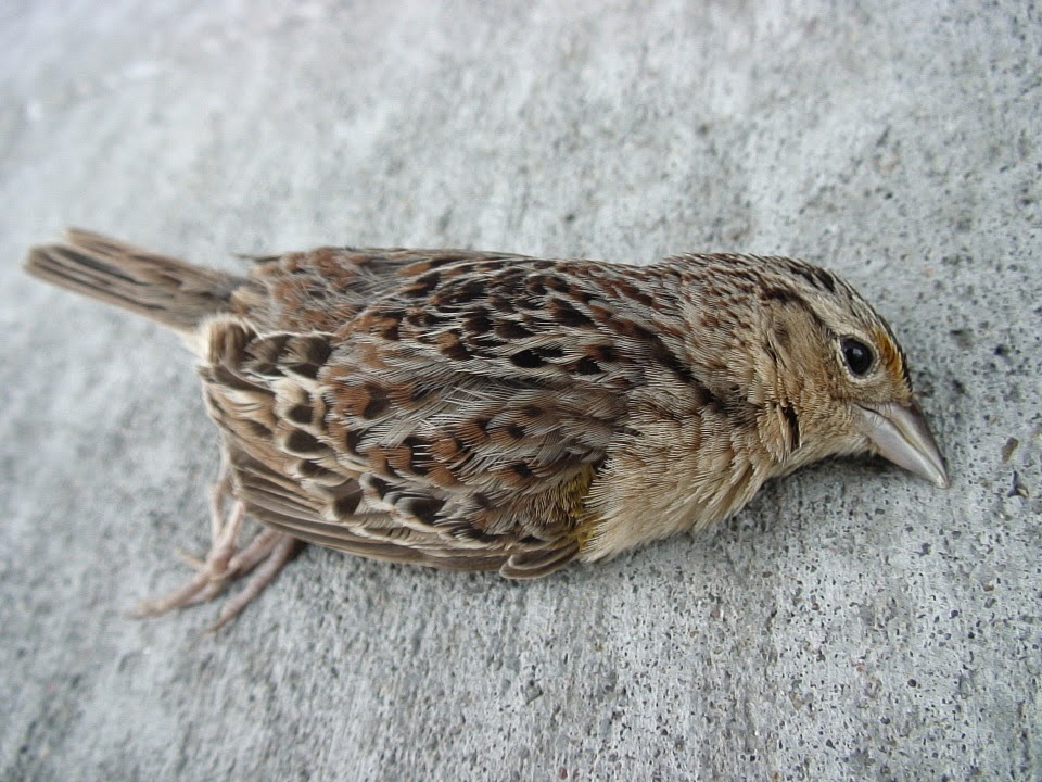Wildbirds Broadcasting: Grasshopper Sparrow Dies at ...