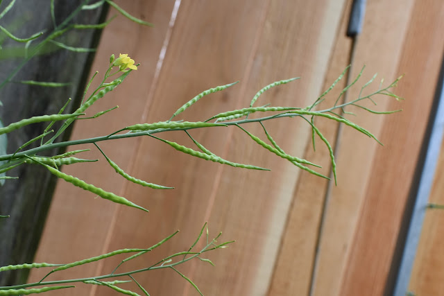 Mustard pods growing with seeds developing 