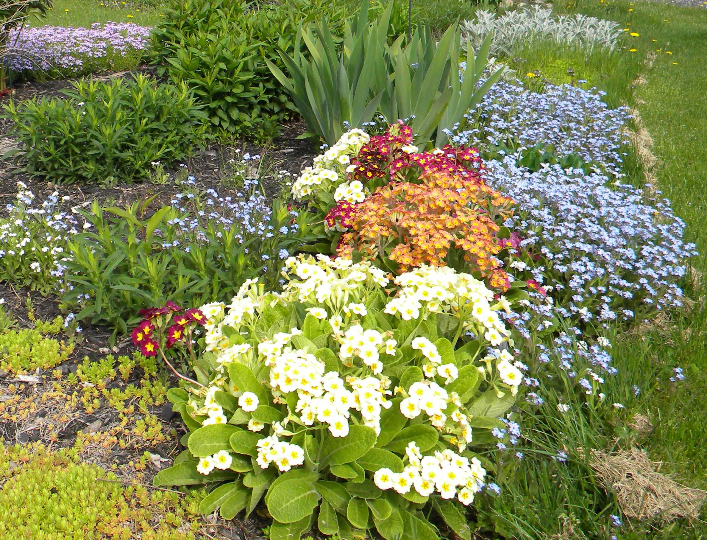 Pam's English Cottage Garden Celebrating the Primrose