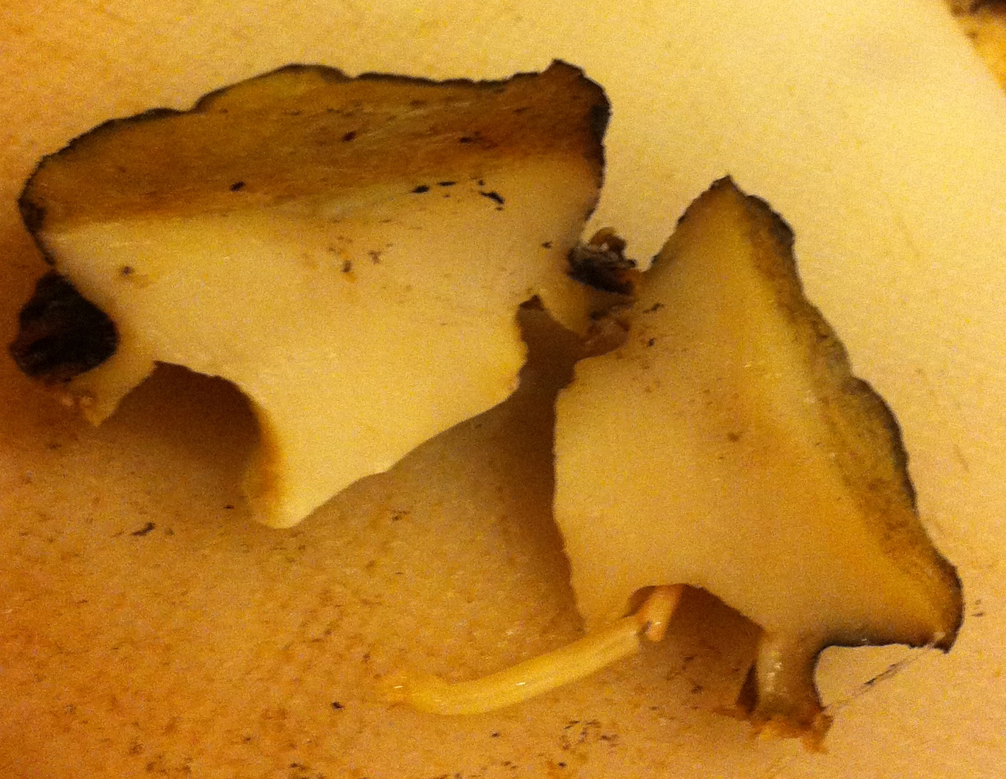 GREAT EATS HAWAII BIG ISLAND ABALONE CORP ABALONE FROM COSTCO