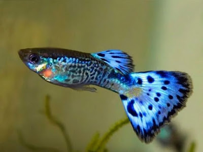 5 Jenis Ikan Hias Air Tawar ini Cepat Beradaptasi Dan Tidak Rewel