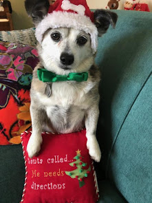 Pugsley (Now Corgi) dresses for holiday