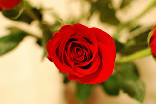 Red Rose from Kenya