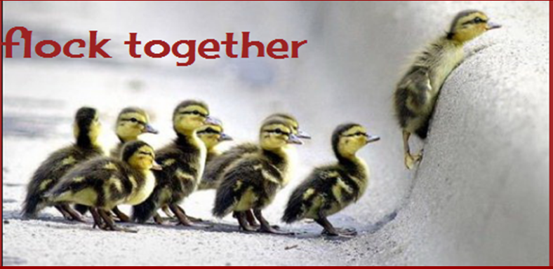 flock together