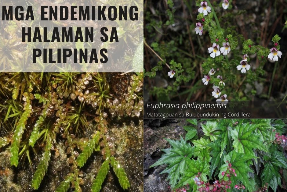 Mga Endemikong Halaman sa Pilipinas | Endemic Plants in the Philippines