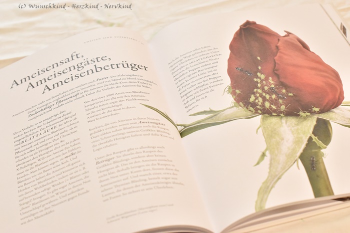 Wunschkind Herzkind Nervkind 5 Kinder Sachbucher Zum Thema