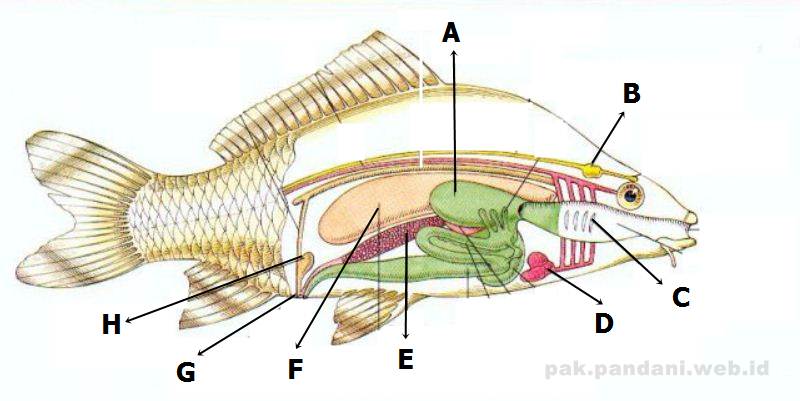 Berikut Ini Gambar Anatomi Tubuh Pisces Ikan Sebutkan Bagian A B C D E F G Dan H Blog Pak Pandani