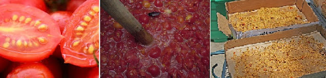Easy Steps to Produce Your Own Vegetable Seeds ; A Information Guide for Beginner's