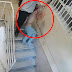 Watch: Starving political prisoner dragged across the infamous Iranian prison as he unable to stand on his broken legs