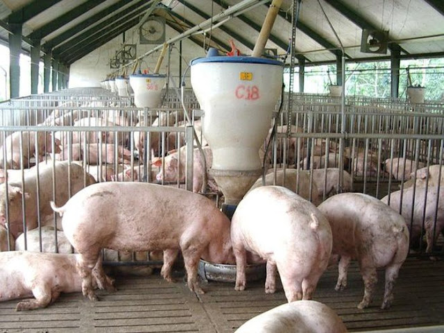 Hàng nghin tấn thịt lợn Mỹ, Pháp ồ ạt nhập về Việt Nam giá 26.000 đồng/kg